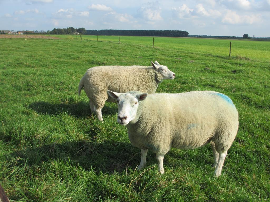 B&B Boerderij Wijtvliet Langeweg Exteriér fotografie