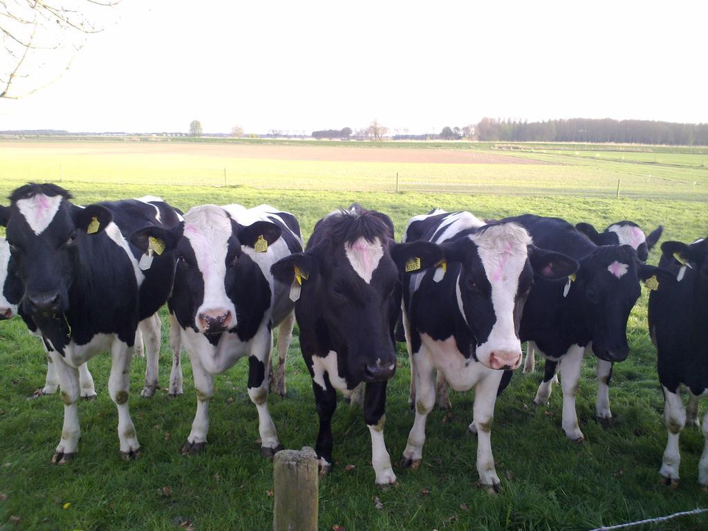 B&B Boerderij Wijtvliet Langeweg Exteriér fotografie